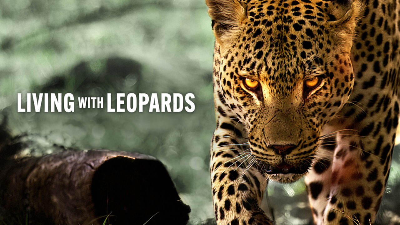 Living with Leopards